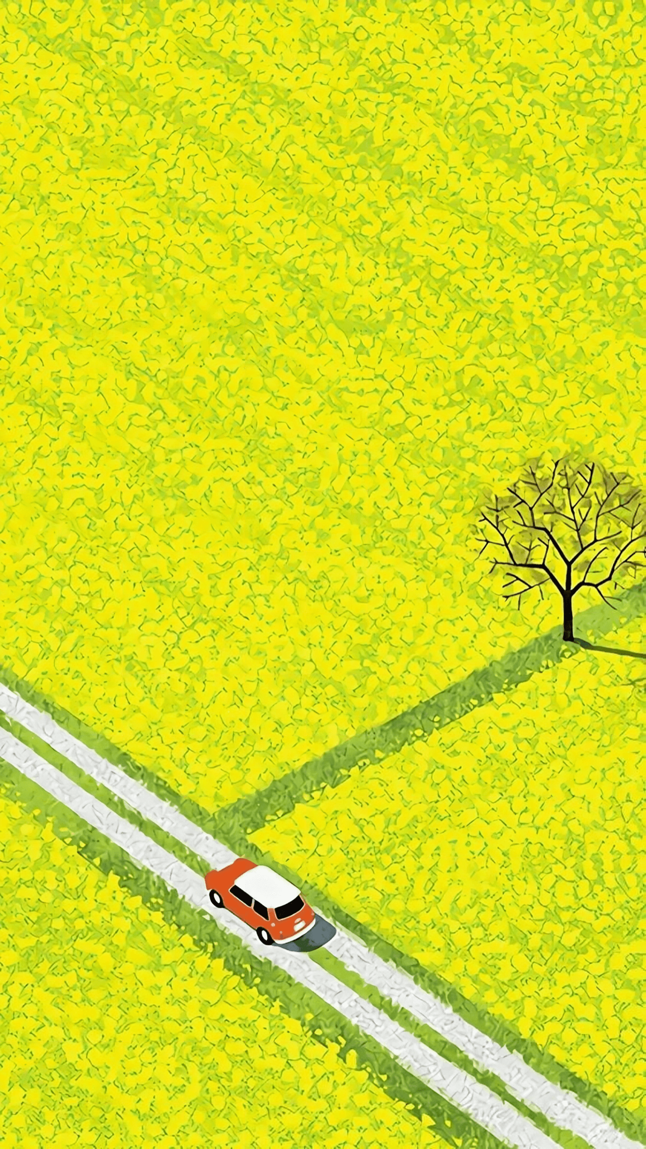 Rapeseed Fields