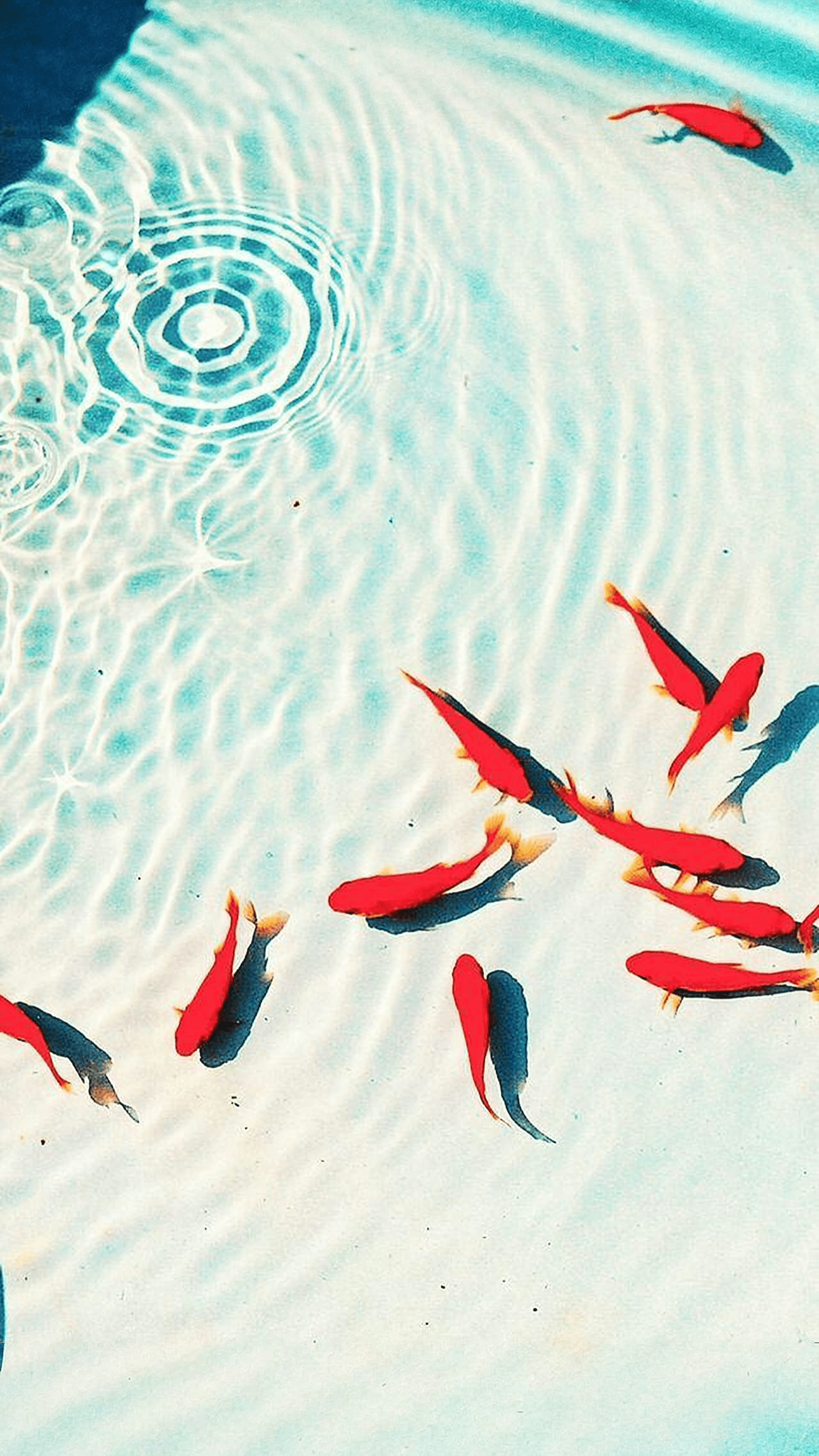 Koi Pond