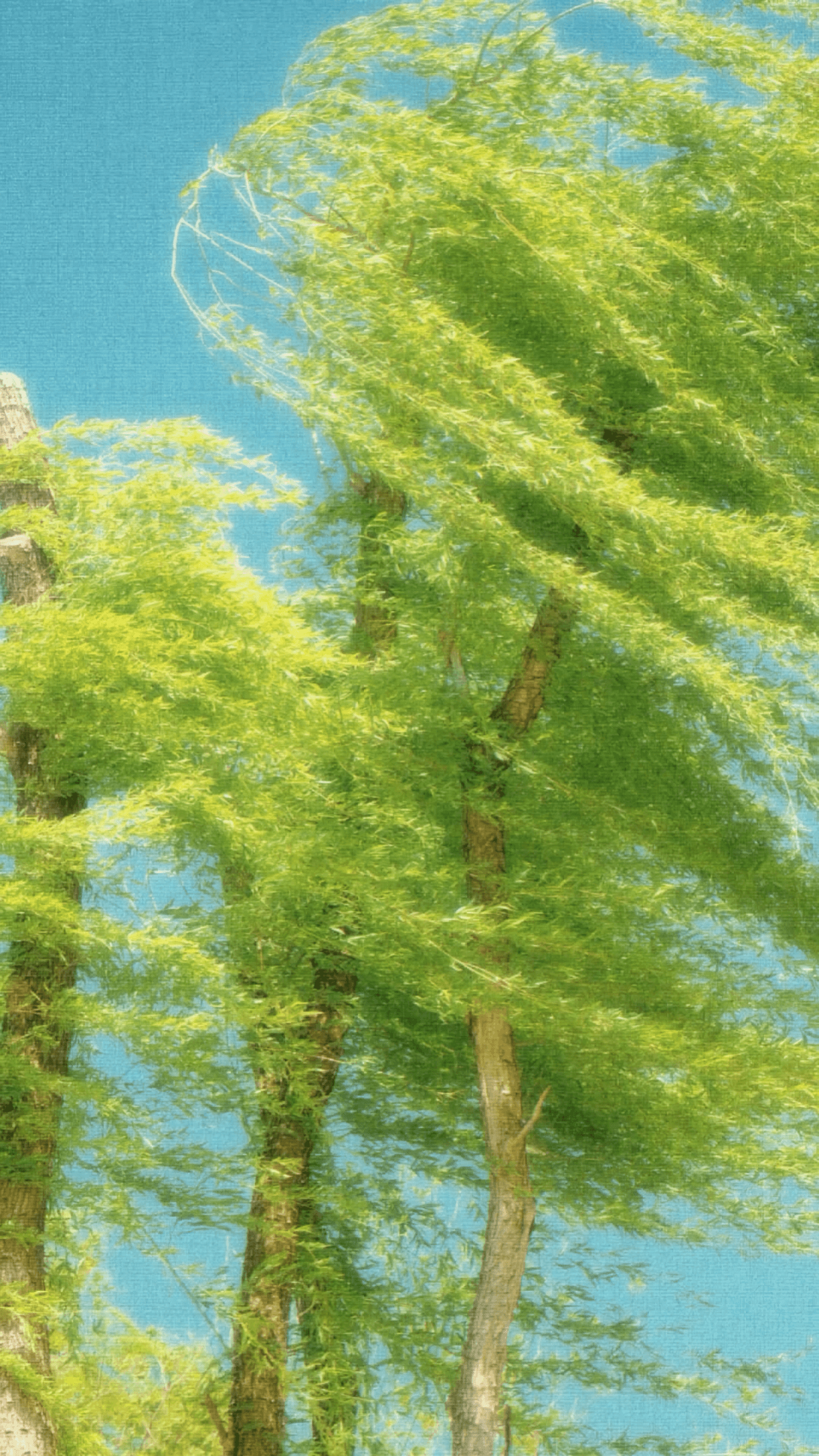 Windswept Trees
